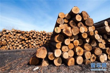 越南第一季度林产品出口额增长最高